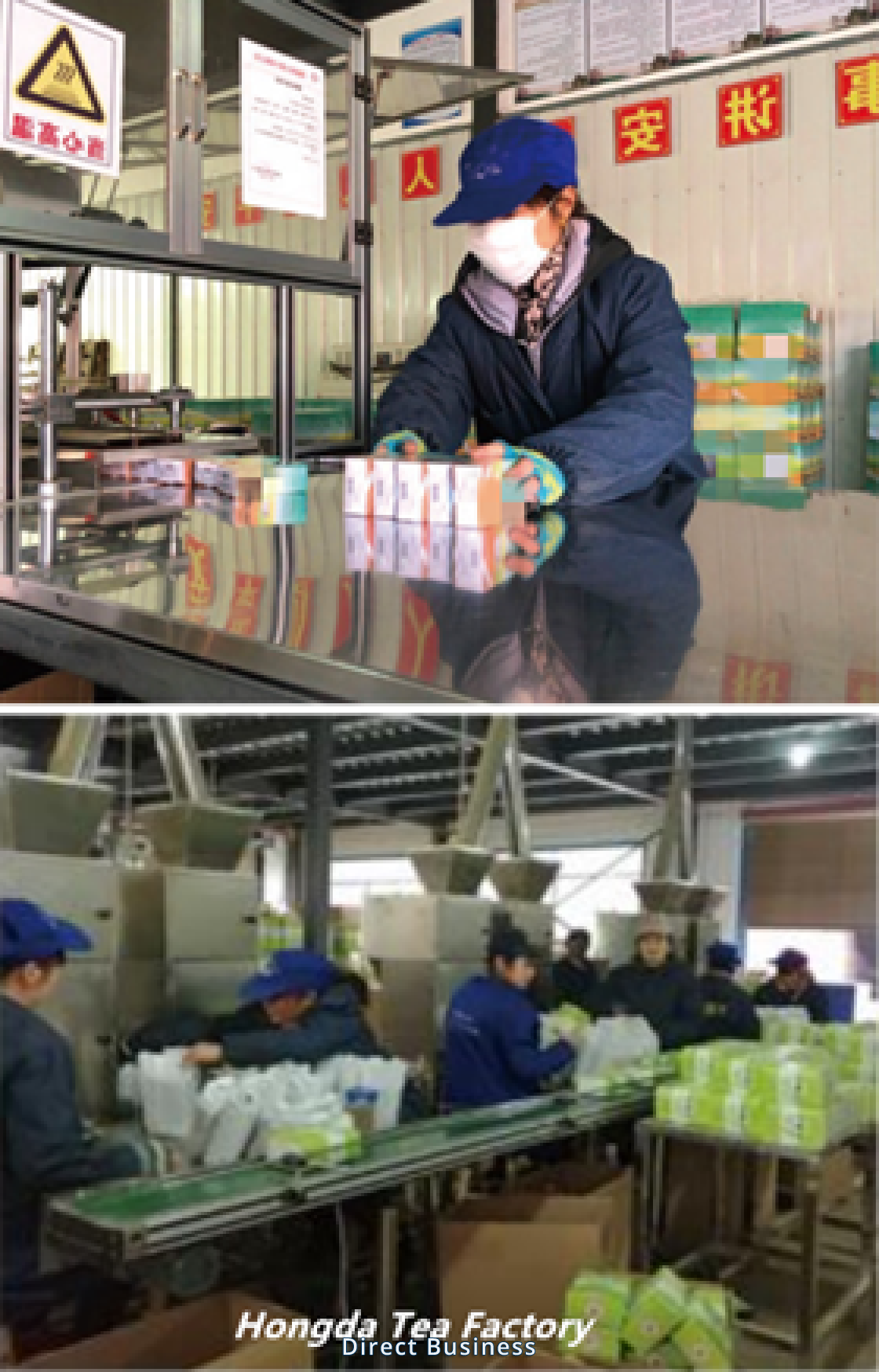 Thé vert chinois exporté de l'usine de chine